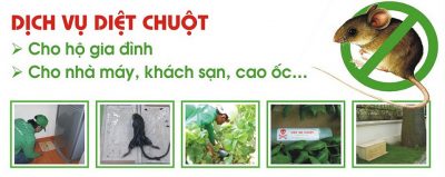 Dịch Vụ Diệt Chuột Tận Gốc, An Toàn, Chuyên Nghiệp Và Đáng Tin Cậy