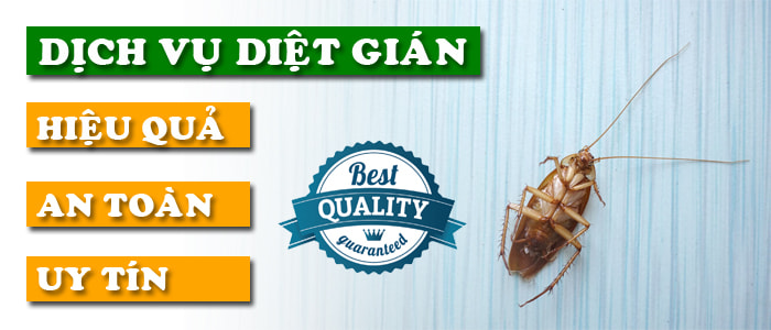 Dịch Vụ Diệt Gián Tận Gốc, Không Mùi, An Toàn Tuyệt Đối Cho Mọi Không Gian