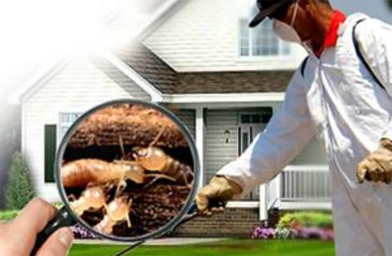 Dịch Vụ Diệt Mối Tận Gốc