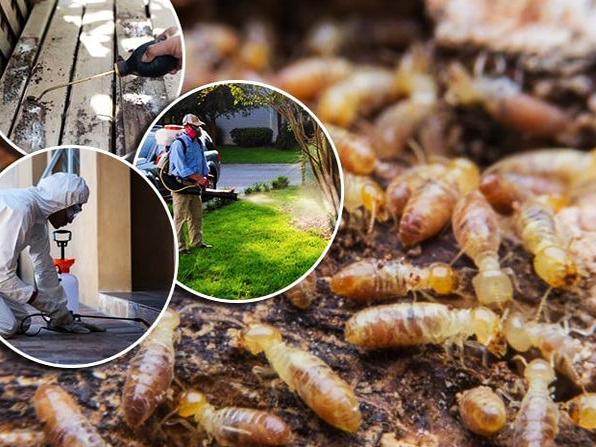 Dịch Vụ Phòng Chống Mối Mọt Uy Tín